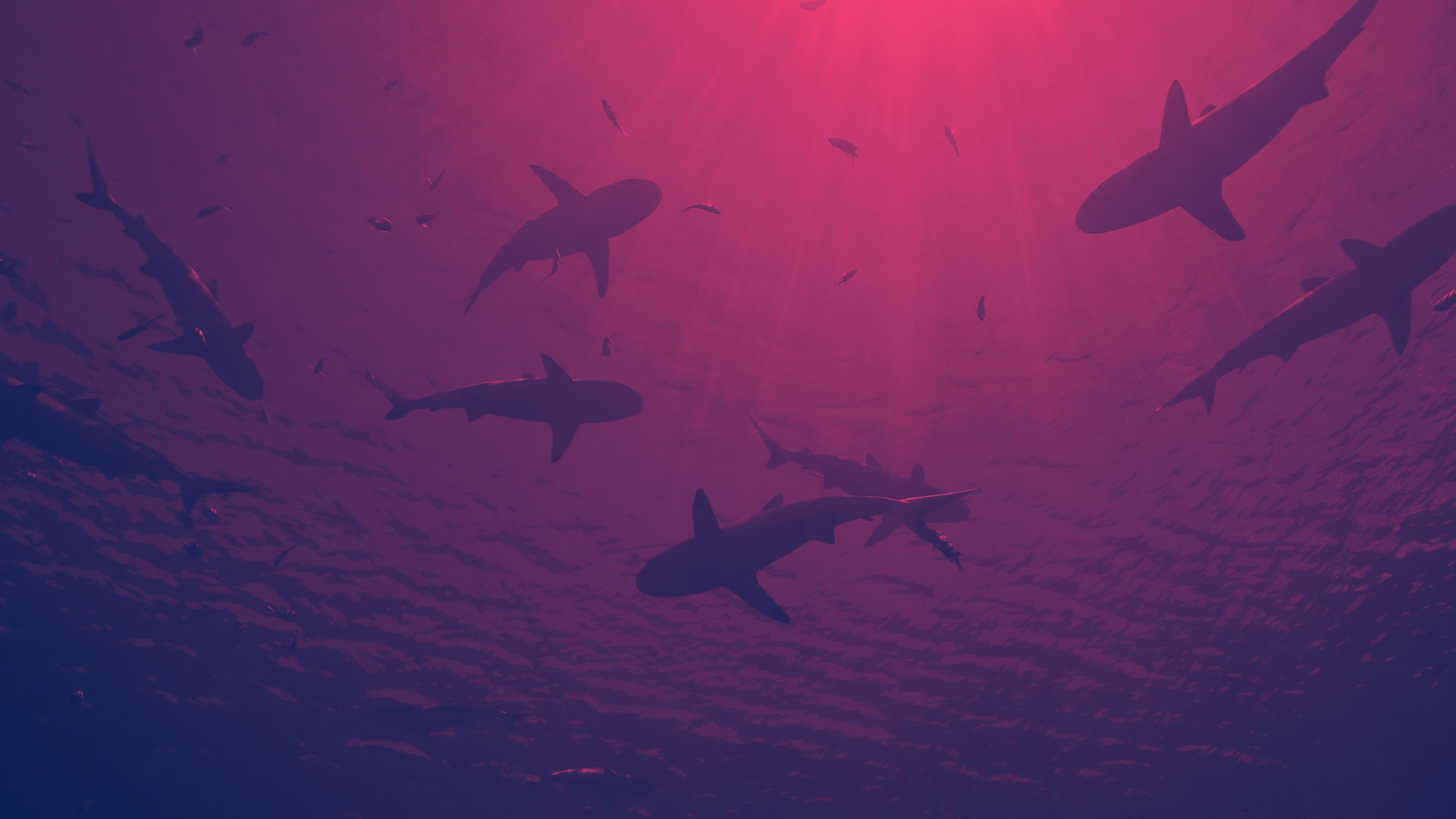 SHARKS